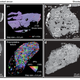 Monazite and zircon shock recrystallization textures.